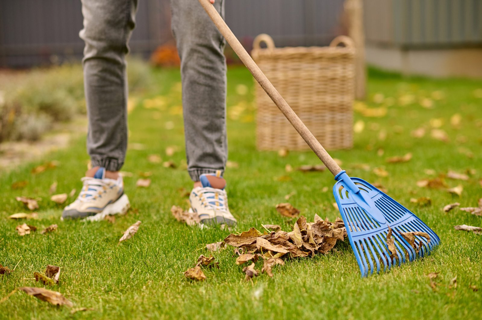 Raking up leaves. Male legs in gray jeans and sneakers on green lawn and raking yellow leaves in garden on autumn day, no face